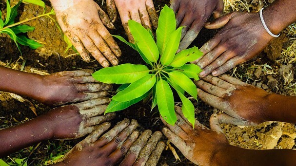 Team Lead Felix Byaruhanga Leads Efforts to Plant Over 500 Trees Amidst the Pandemic. Team Lead Felix Byaruhanga Leads Efforts to Plant Over 500 Trees Amidst the Pandemic.